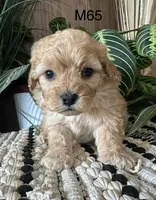 Ash, a male Cavapoo for sale in West Point, IA – Photo 8 of 10