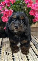 Bella, a female Cockapoo for sale in West Point, IA – 10 of 10