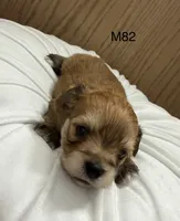 Ash, a male Yorkipoo for sale in West Point, IA – 5 of 10