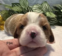 Daisy , a female Cavalier King Charles Spaniel for sale in West Point, IA – 8 of 8