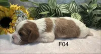 Luna, a female Cavalier King Charles Spaniel for sale in West Point, IA – 7 of 7