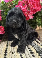 Lucy, a female Cockapoo for sale in West Point, IA – 5 of 6