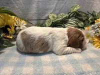 Cooper, a male Cavalier King Charles Spaniel for sale in West Point, IA – 4 of 8