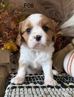 Mia, a female Cavalier King Charles Spaniel for sale in West Point, IA – 2 of 7