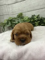 Lulu, a female Cavalier King Charles Spaniel for sale in West Point, IA – 5 of 6