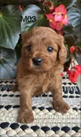 Zuke, a male Cavapoo for sale in West Point, IA – 2 of 10