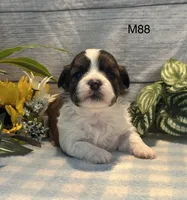 Teddy, a male Bichon Frise and Shih Tzu for sale in West Point, IA – 6 of 9
