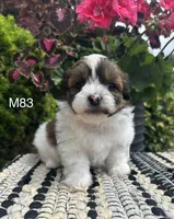 Buddy, a male Bichon Frise and Shih Tzu for sale in West Point, IA – 8 of 10
