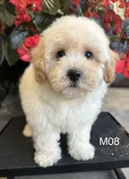 Nick, a male Maltipoo for sale in West Point, IA – 10 of 10