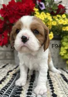 Daisy , a female Cavalier King Charles Spaniel for sale in West Point, IA – 5 of 9