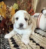 Hunter, a male Cockapoo for sale in West Point, IA – 8 of 9
