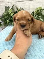 Walter, a male Cavalier King Charles Spaniel for sale in West Point, IA – 6 of 9