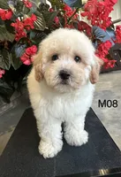 Nick, a male Maltipoo for sale in West Point, IA – 9 of 10