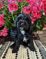 Lola, a female Cockapoo for sale in West Point, IA – 3 of 10