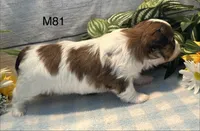Coco, a male Bichon Frise and Shih Tzu for sale in West Point, IA – 4 of 9