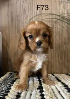 Molly, a female Cavalier King Charles Spaniel for sale in West Point, IA – Photo 8 of 10