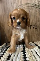 Molly, a female Cavalier King Charles Spaniel for sale in West Point, IA – Photo 6 of 10