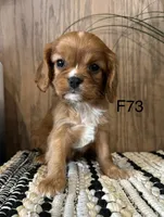 Molly, a female Cavalier King Charles Spaniel for sale in West Point, IA – Photo 3 of 10