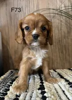 Molly, a female Cavalier King Charles Spaniel for sale in West Point, IA – Photo 10 of 10