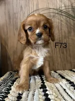 Molly, a female Cavalier King Charles Spaniel for sale in West Point, IA – Photo 9 of 10