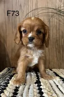 Molly, a female Cavalier King Charles Spaniel for sale in West Point, IA – Photo 1 of 10