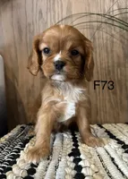 Molly, a female Cavalier King Charles Spaniel for sale in West Point, IA – Photo 2 of 10