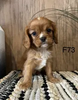 Molly, a female Cavalier King Charles Spaniel for sale in West Point, IA – Photo 4 of 10