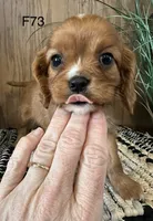 Molly, a female Cavalier King Charles Spaniel for sale in West Point, IA – Photo 5 of 10