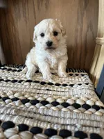 Molly , a female Maltipoo for sale in West Point, IA – Photo 6 of 10