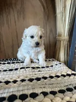 Molly , a female Maltipoo for sale in West Point, IA – Photo 5 of 10