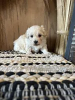 Molly , a female Maltipoo for sale in West Point, IA – Photo 9 of 10