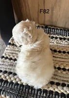 Molly , a female Maltipoo for sale in West Point, IA – Photo 2 of 10