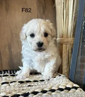 Molly , a female Maltipoo for sale in West Point, IA – Photo 4 of 10