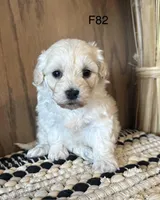 Molly , a female Maltipoo for sale in West Point, IA – Photo 1 of 10
