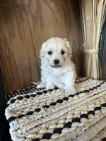Molly , a female Maltipoo for sale in West Point, IA – Photo 7 of 10