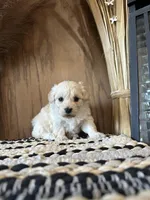 Molly , a female Maltipoo for sale in West Point, IA – Photo 10 of 10