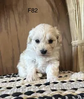 Molly , a female Maltipoo for sale in West Point, IA – Photo 3 of 10