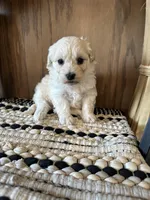 Molly , a female Maltipoo for sale in West Point, IA – Photo 8 of 10