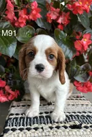 Cooper, a male Cavalier King Charles Spaniel for sale in West Point, IA – 7 of 10