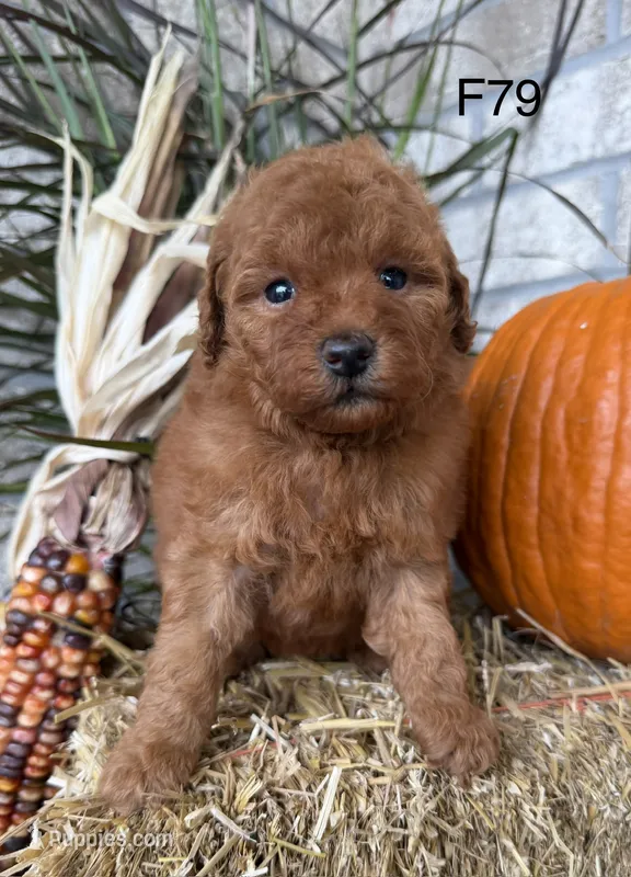 Molly – Poodle - Miniature  puppy for sale in West Point, IA