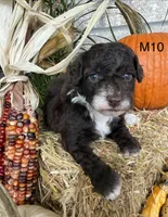 Otis, a male Poodle - Miniature  for sale in West Point, IA – 3 of 10