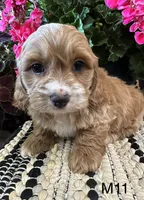 Cooper , a male Cockapoo for sale in West Point, IA – 7 of 10