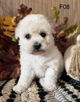 Lilly, a female Maltipoo for sale in West Point, IA – 4 of 10