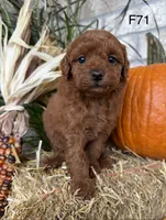 Lainey, a female Poodle - Miniature  for sale in West Point, IA – 8 of 10
