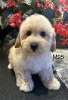 Ben, a male Maltipoo for sale in West Point, IA – 7 of 10