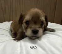 Ash, a male Yorkipoo for sale in West Point, IA – 9 of 10