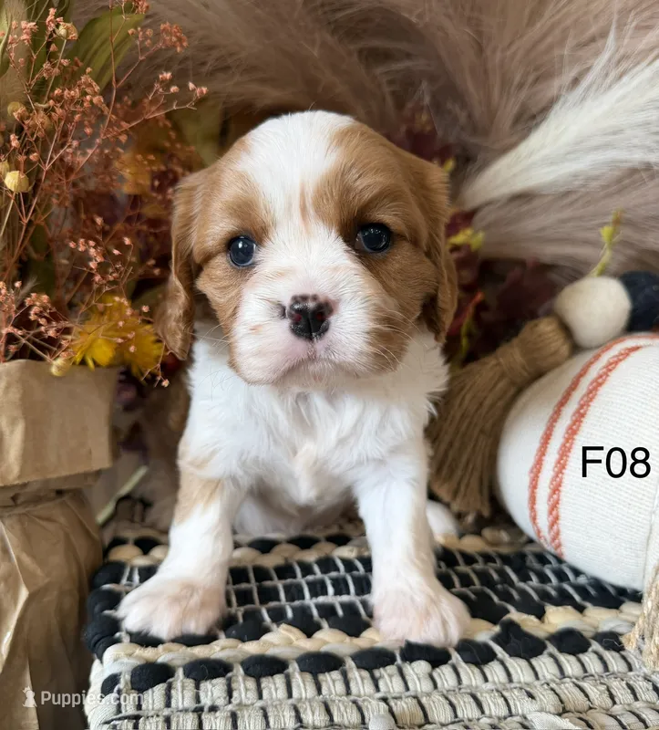 Mia – Cavalier King Charles Spaniel puppy for sale in West Point, IA