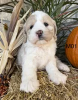 Finn, a male Cockapoo for sale in West Point, IA – 10 of 10