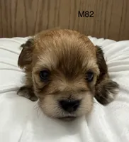 Ash, a male Yorkipoo for sale in West Point, IA – 4 of 10