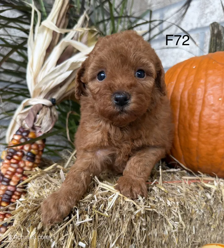 Mary – Poodle - Miniature  puppy for sale in West Point, IA
